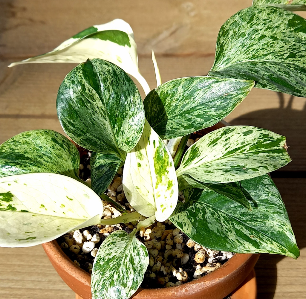 Marble Queen pothos with cream and green variegated leaves growing in a small terracotta pot