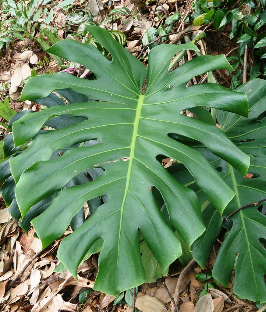 A large, deep green monstera deliciosa leaf with deep splits and no yellowing