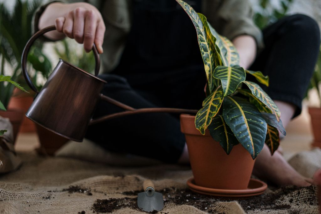 Person watering a potted croton houseplant indoors with a small watering can