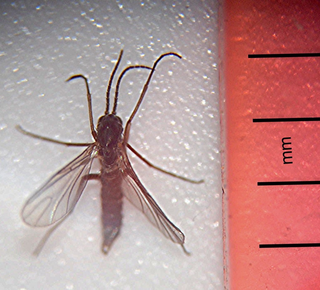 Close-up of an adult dark-winged fungus gnat with long antennae and clear wings next to a millimeter scale